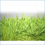 Wheatgrass Growing Kit