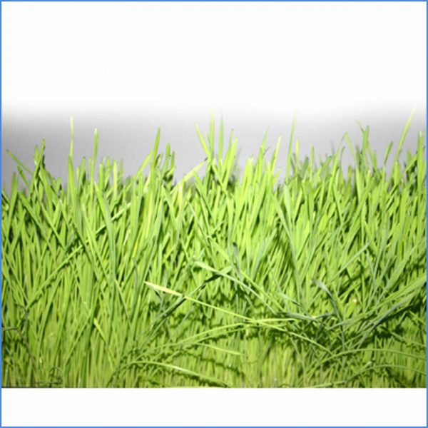 Wheatgrass Growing Kit