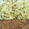 Alfalfa Seed 250g Certified Organic