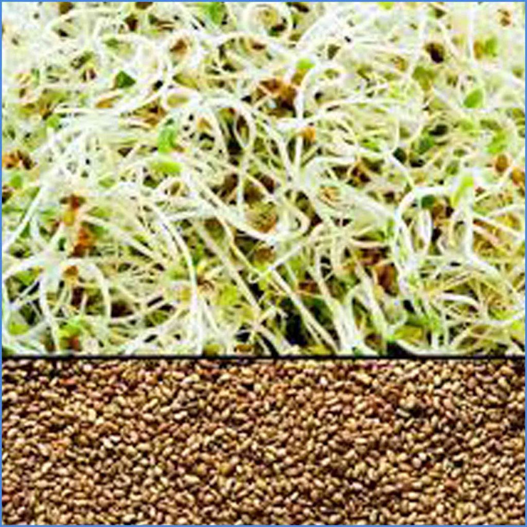 Alfalfa Seed 250g Certified Organic - Healthy Habits