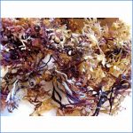 carrageen moss