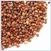 Radish Seed Organic 40g