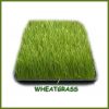 Wheatgrass finished grown