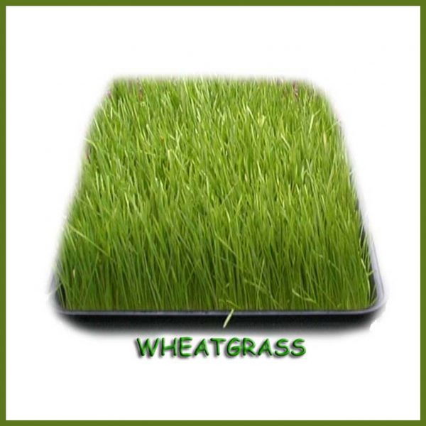 Wheatgrass finished grown