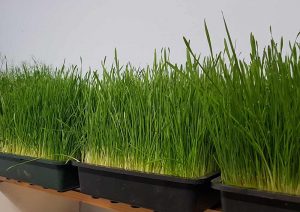 Grow Your Own Wheatgrass from Seed