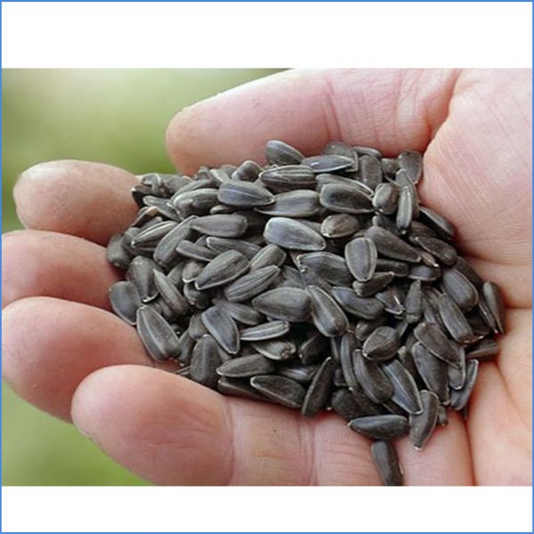 Sunflower Greens organic seeds